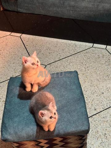 Chaton Scottish - 2