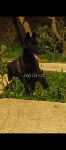 أنثى مالينوا فحمية جداً - 2