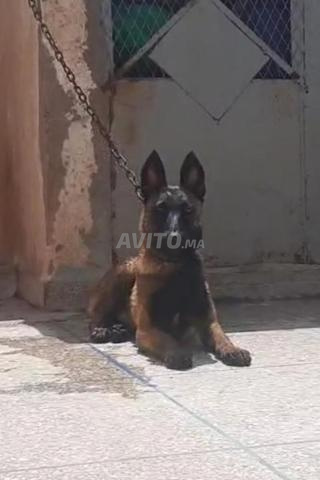 أنثى مالينوا شاربوني رائعة - 2