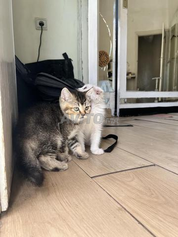 Scottish Fold et Straight - 2