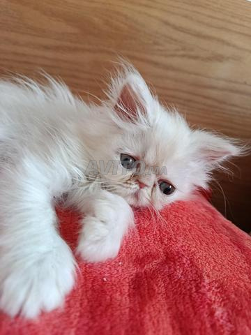 Chaton mâle persan pure race 45 jours - 2