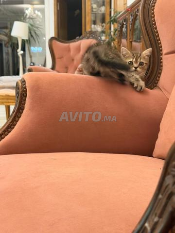 Chaton Scottish - 2
