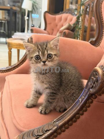 Chaton Scottish