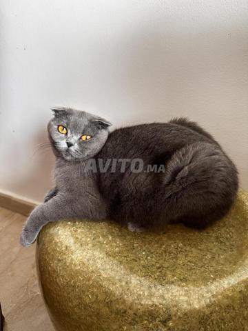Chatte Scottish femelle - 2