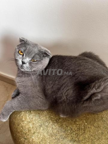 Chatte Scottish femelle