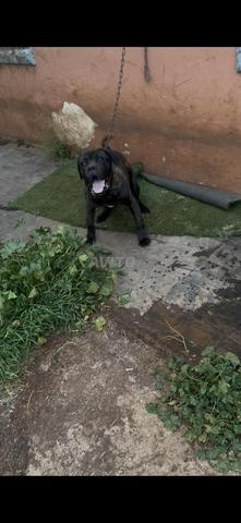 Cane corso 9 mois - 2