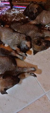 Chiots Malinois - 2
