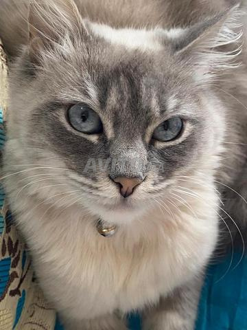 Chat Siamois Persan - 2