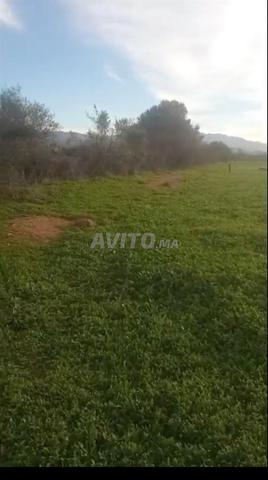 Terrain agricole titré à Bouchakour, Berkane  - 2