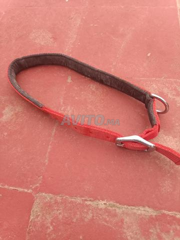 Vente ceinture collier du chien - 2
