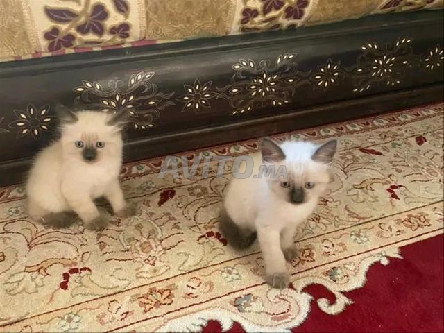 قطة سيامي صغيرة عمرها شهرين