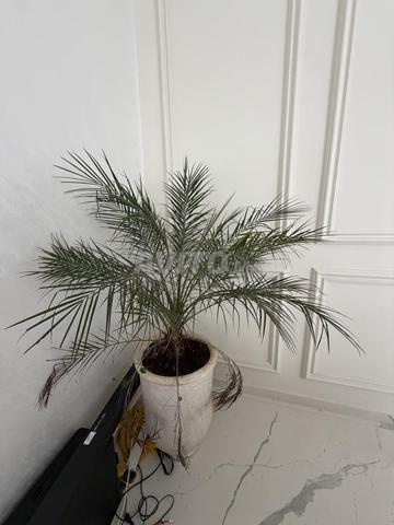 مجموعة من 3 نباتات - 2