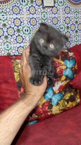 سكوتر فيميل - 2