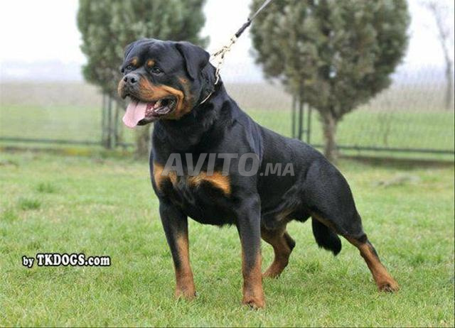 Chien ROTTWEILER - 2