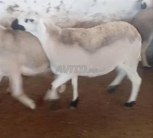 نعجة سَرْدِيّة ممتازة للبيع في برج سطات
