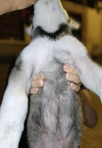 Chien croisé Husky et Berger Allemand - 2