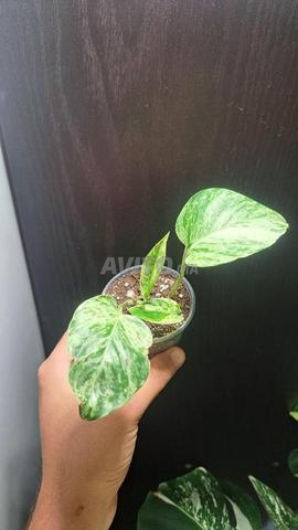 نباتات منزلية طبيعية - 2