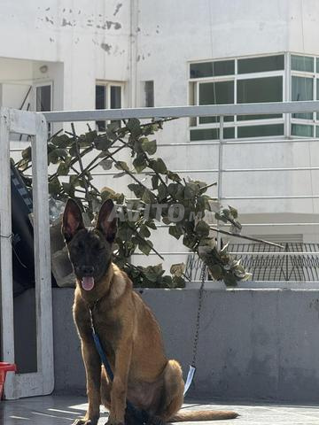 Malinois à vendre pedigree - 2