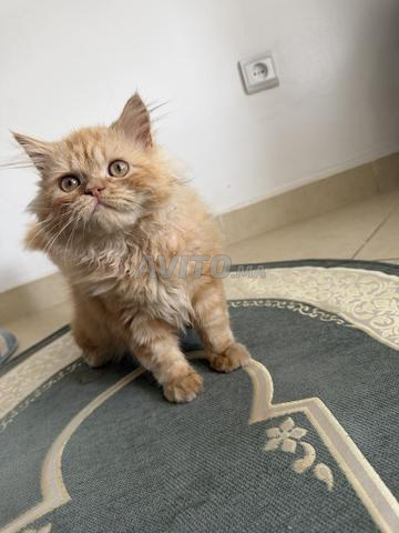Chatte et chat persan persan - 2