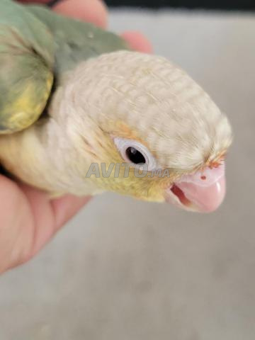Molina's offspring available - 2