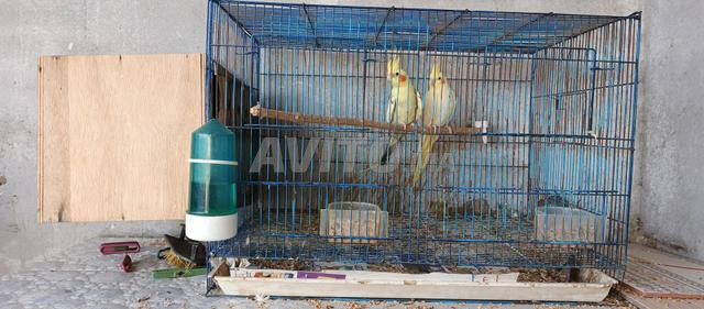 طيور للبيع - 2