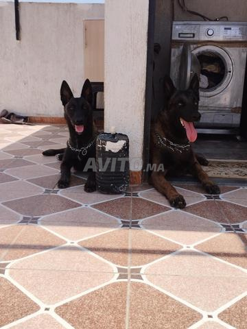 Malinois charbonnée femelle 6 mois - 2