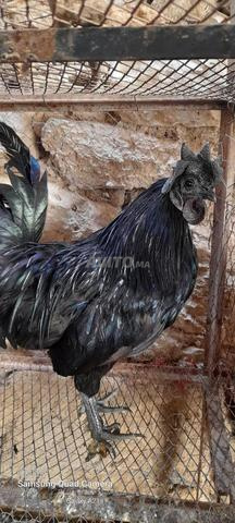 ديك رومي (دجاج) من سلالة إيامسيني للبيع بفاس - 2