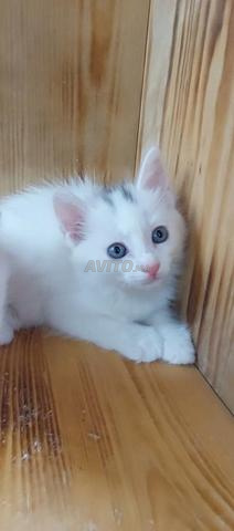Chat angora turc poil - 2
