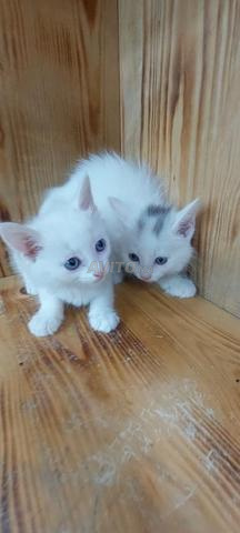 Chat Angora Turc