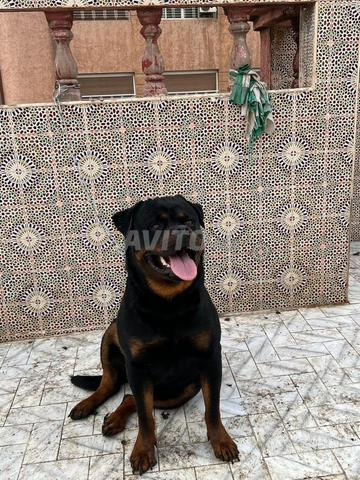 Rottweilerigree 20 mois avec carnet - 2