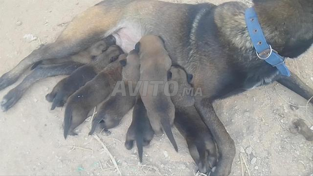 Chiot Malinois Charboner pure race - 2