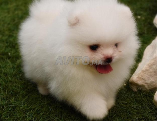 Spitz pomeranian