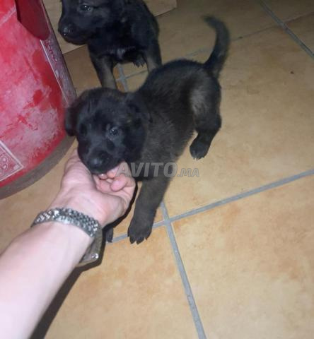 Malinois charbon - 2
