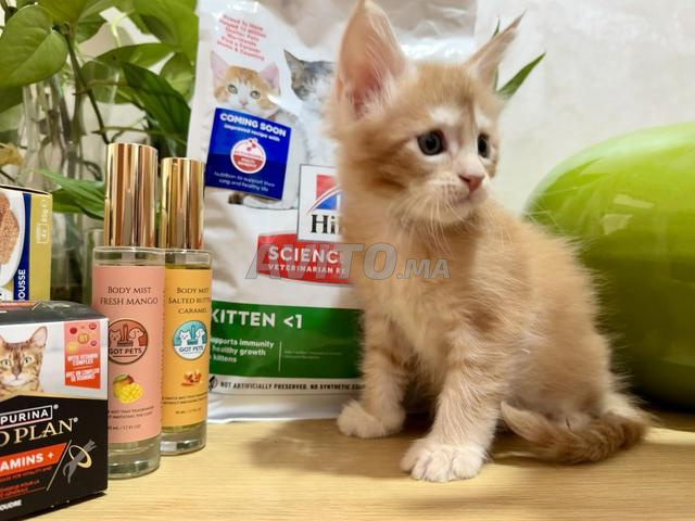 Mâle Maine Coon - 2