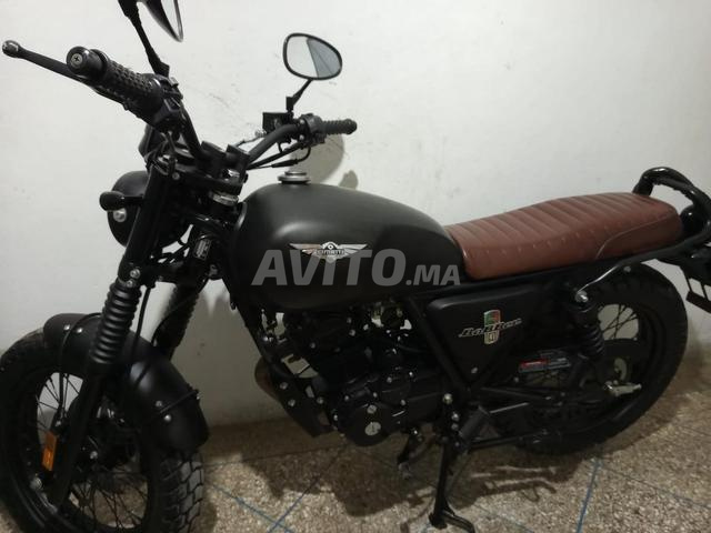 Cimati Bobber pur très beau - 2