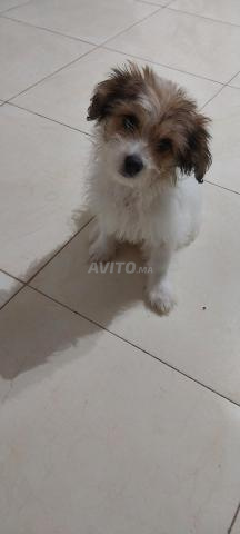 Caniche jeune et actif - 2
