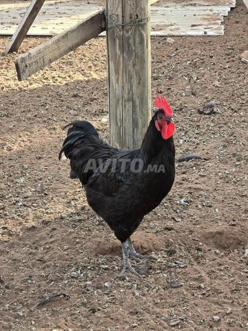 Coqs et Poules Australorp - 2
