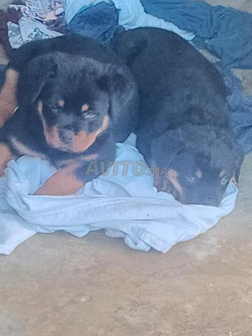 Super chiots rottweiler pure race - 2