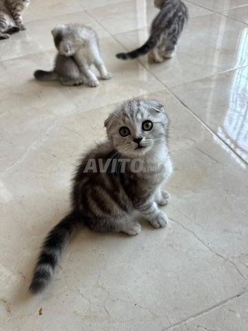 قطط سكوتش فولد - 2