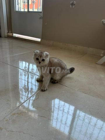 قطط سكوتش فولد متاحة - 2