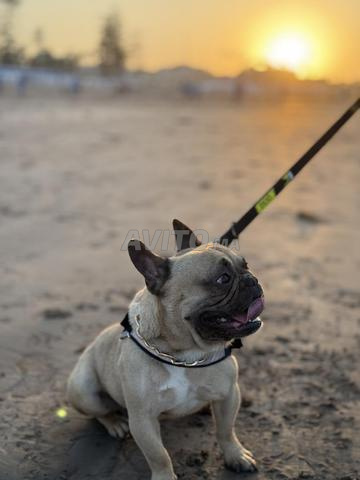 Bouledogue français - 2