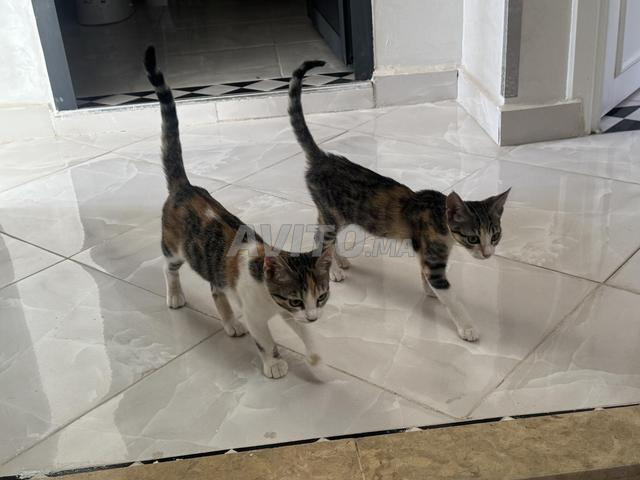 Chats à adopter - 2