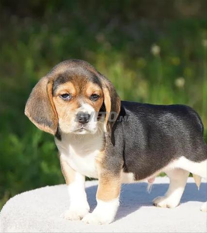 Chiots beagle haute qualité - 2
