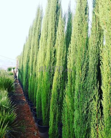 Vendeur de tous types de plants