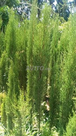Vendeur de tous types de plants