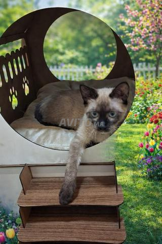 Chat Siamois à vendre - 2