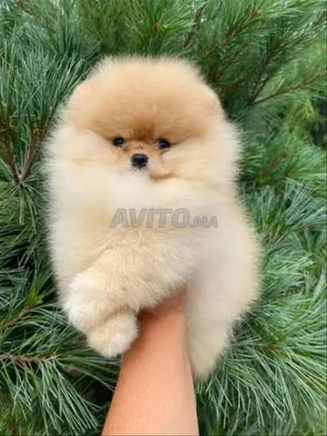 Chiot Spitz nain