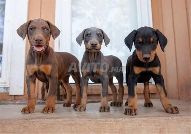 Chiot Doberman - 2