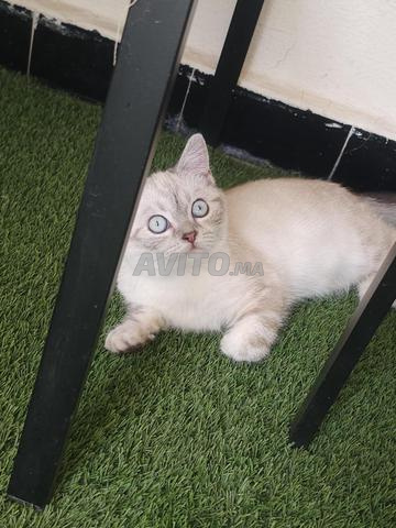 ذكر سكوتش ستريت عمره 3 أشهر مطعم
