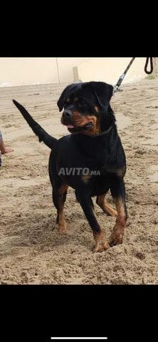 Femelle rottweiler pedigree - 2